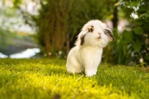 How to Keep Rabbits Cool in Summer: A Complete Guide for Bunny Owners