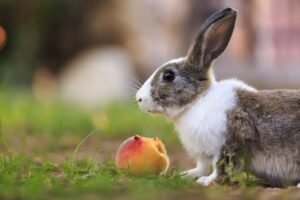 Can Rabbits Eat Melon? Discover Safe Fruits for Your Bunny