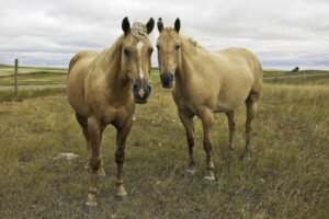 10 Most Popular Horse Breeds and Types of Horses: A Guide for Every Equestrian