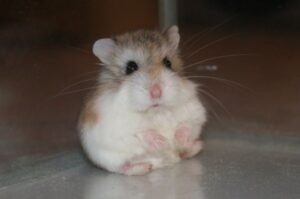 Comprehensive Guide to Caring for a Robo (Roborovski) Hamster