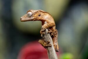 Crested Gecko Guide: Comprehensive Species Profile