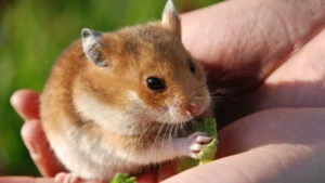 The Ultimate Guide to Hamster Food: What to Feed Your Pet